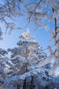 winter forest. A magical snowy forest scene, featuring towering trees covered in a fresh blanket of snow