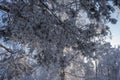 winter forest. A magical snowy forest scene, featuring towering trees covered in a fresh blanket of snow Royalty Free Stock Photo