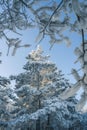 A snow-covered forest on a sunny winter day. Royalty Free Stock Photo