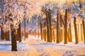 Winter forest with magical sunlight. Landscape with frosty winter forest on Christmas morning. Royalty Free Stock Photo