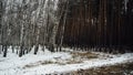 Winter in the forest. Winter mixed forest covered by snow hoarfrost. Wintry landscape. Royalty Free Stock Photo