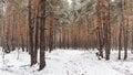 Winter in the forest. Winter mixed forest covered by snow hoarfrost. Wintry landscape. Royalty Free Stock Photo
