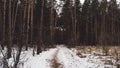 Winter in the forest. Winter mixed forest covered by snow hoarfrost. Wintry landscape. Royalty Free Stock Photo