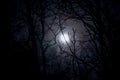 a winter forest moon Royalty Free Stock Photo
