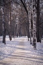 Winter forest in the morning. The birches were covered with snow. The white path in the park is illuminated by the Royalty Free Stock Photo