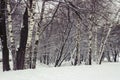 Winter forest Royalty Free Stock Photo