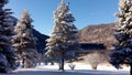 Winter forest on mountain lake shore. Huge spruce trees covered with snow Royalty Free Stock Photo