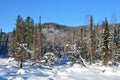 Winter, forest of the mountainous Altai