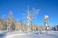 Winter, forest of the mountainous Altai