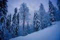 Winter forest in the mountains