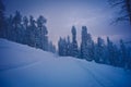 Winter forest in the mountains