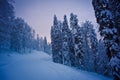 Winter forest in the mountains