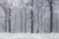 Winter forest in the mountains. Majestic winter treet Royalty Free Stock Photo