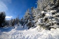 Winter forest in the mountains