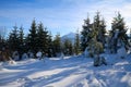 Winter forest in the mountains