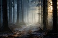 Winter forest with mystical morning fog Royalty Free Stock Photo