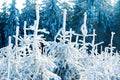Winter forest nature Royalty Free Stock Photo