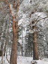 Winter forest. Nature climat. Relaks Royalty Free Stock Photo