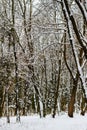 Winter forest, nature landscape, trees covered by snow.