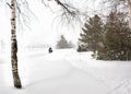 Winter forest and nature, lonely birch, a man riding a bicycle on the road, background