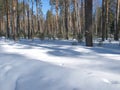 Winter forest near the village of Spas-Kupalishche. Royalty Free Stock Photo