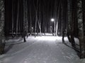 Winter forest at night with dark trees in the snow in the park path