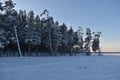Winter forest.  Noyabrsk Royalty Free Stock Photo