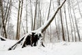 Winter forest, snow covered fallen tree with big roots Royalty Free Stock Photo