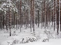 Winter forest outside Hudiksvall - Swden