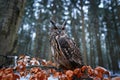 Winter forest with owl. Eurasian Eagle Owl, Bubo Bubo, sitting on the tree trunk, wildlife photo in the forest with orange autumn