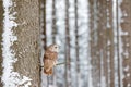 Winter forest with owl. Tawny Owl snow covered in snowfall during winter, snowy forest in background, nature habitat. Wildlife sce