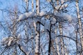 Winter forest, park. Birch trees in the snow, illuminated by the sun.