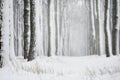 Winter forest or park during snowfall. Symmetry of tree trunks.