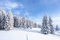 Winter forest. Path leading to the trees covered with white snow. Landscape of mountains. Wallpaper background. Location place Royalty Free Stock Photo