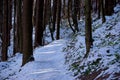 Winter Forest Path Royalty Free Stock Photo