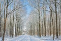 Winter forest with path through trees covered with snow Royalty Free Stock Photo