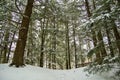 Winter Forest Royalty Free Stock Photo