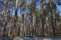 Winter in the forest, pine tree, landscape Royalty Free Stock Photo