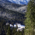 Winter forest pine tree mountain Royalty Free Stock Photo