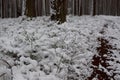 Winter forest, pines, blueberry and brown winter way