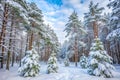Winter Forest in Pruzhany, Belarus Royalty Free Stock Photo