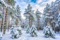 Winter Forest in Pruzhany, Belarus Royalty Free Stock Photo