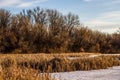 Forest and reeds on the frozen shore of the lake Royalty Free Stock Photo