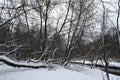 Winter forest on the river. Colorful landscape with snowy trees, river with reflection in water in cold evening. Royalty Free Stock Photo