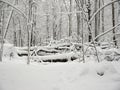 Winter forest road blocked by fallen trees covered with deep snow Royalty Free Stock Photo