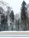 Winter Forest Road Cold, serene nature in a pristine environment. Royalty Free Stock Photo