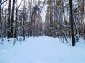 Winter forest