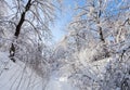 Winter forest road under crown of trees