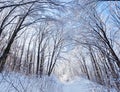 Winter forest road under crown of trees