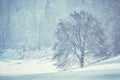 Winter forest, romantic, misty, foggy landscape. Vintage looking nature photo. Lonely tree on the snowy meadow Royalty Free Stock Photo